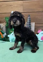 Benny, a male Cockapoo for sale in Gaffney, SC – Photo 1 of 3