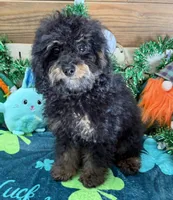 Benny, a male Cockapoo for sale in Gaffney, SC – Photo 2 of 3