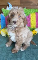 Grant, a male Miniature Goldendoodle for sale in Gaffney, SC – 5 of 7