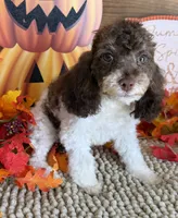 Millie, a female Cockapoo for sale in Gaffney, SC – 2 of 4
