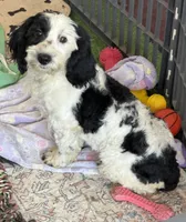 Oreo, a female Miniature Labradoodle for sale in Gaffney, SC – 4 of 10