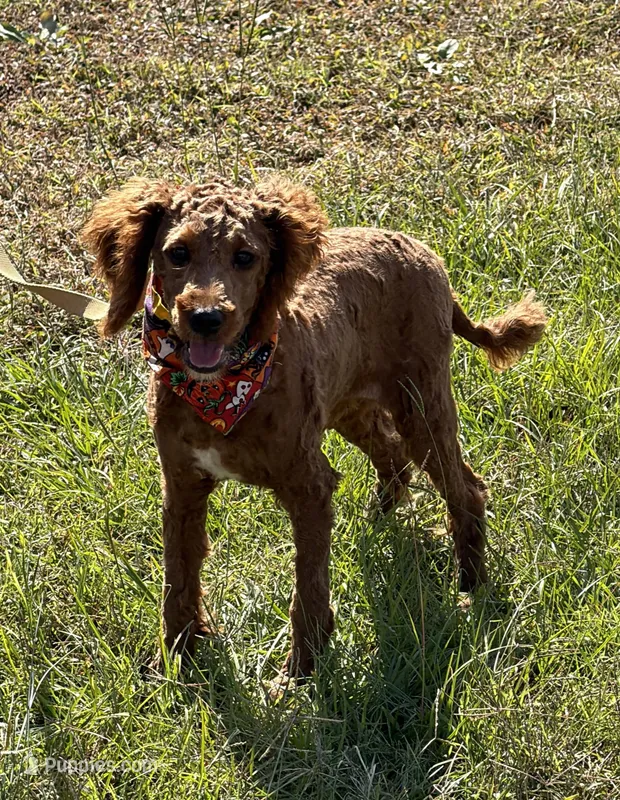 Paul – Miniature Labradoodle puppy for sale in Gaffney, SC