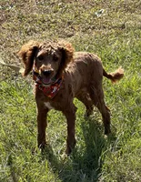 Paul, a male Miniature Labradoodle for sale in Gaffney, SC – 1 of 3