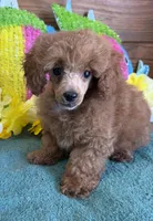 Teddy, a male Poodle - Toy  for sale in Gaffney, SC – 2 of 3