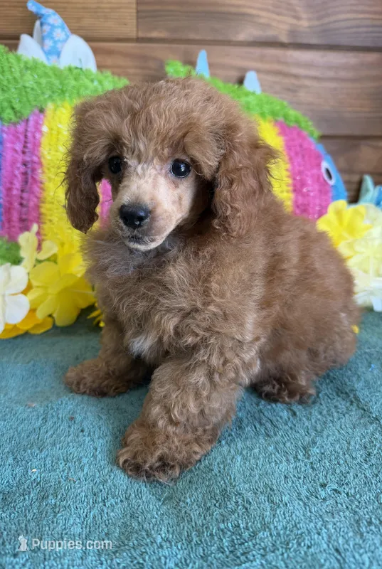 Teddy – Poodle - Toy  puppy for sale in Gaffney, SC