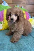 Teddy, a male Poodle - Toy  for sale in Gaffney, SC – 1 of 3