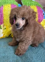Teddy, a male Poodle - Toy  for sale in Gaffney, SC – 3 of 3