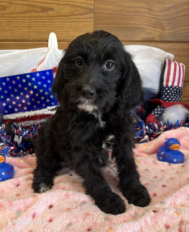 Jet – Miniature Labradoodle puppy for sale in Gaffney, SC