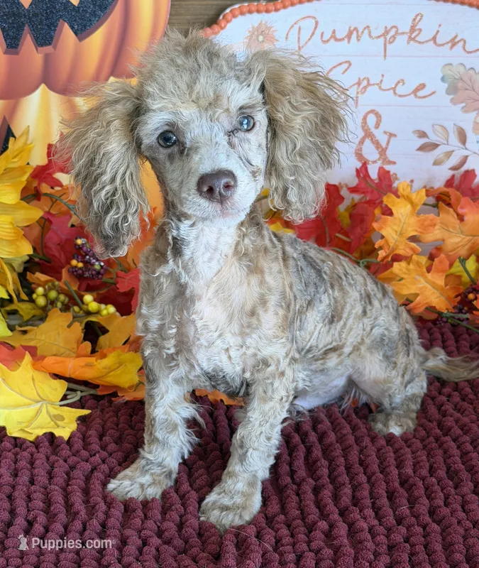 Hank – Poodle - Toy  puppy for sale in Gaffney, SC