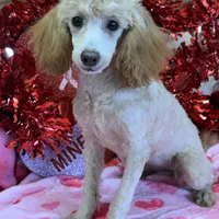 Sadie, a female Poodle - Toy  for sale in Gaffney, SC – Photo 1 of 3