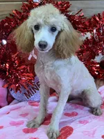 Sadie, a female Poodle - Toy  for sale in Gaffney, SC – Photo 1 of 3