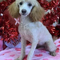Sadie, a female Poodle - Toy  for sale in Gaffney, SC – Photo 3 of 3