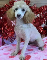 Sadie, a female Poodle - Toy  for sale in Gaffney, SC – Photo 3 of 3