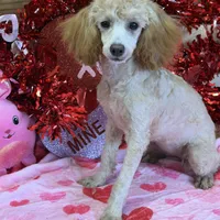 Sadie, a female Poodle - Toy  for sale in Gaffney, SC – Photo 2 of 3