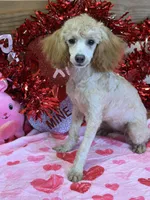 Sadie, a female Poodle - Toy  for sale in Gaffney, SC – Photo 2 of 3