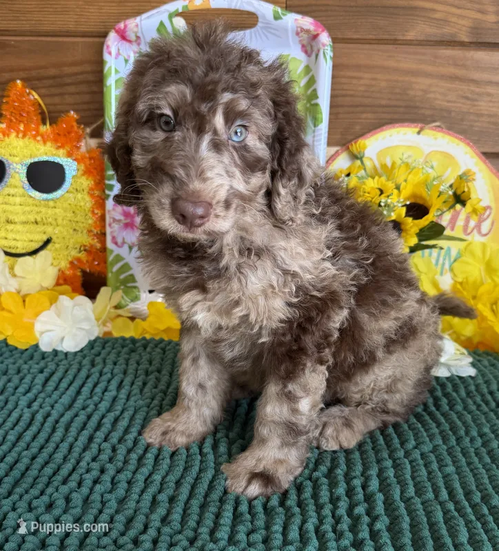 Speck – Miniature Labradoodle puppy for sale in Gaffney, SC