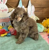 Snickers, a male Poodle - Miniature  for sale in Gaffney, SC – Photo 4 of 4