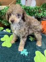 Snickers, a male Poodle - Miniature  for sale in Gaffney, SC – Photo 3 of 4