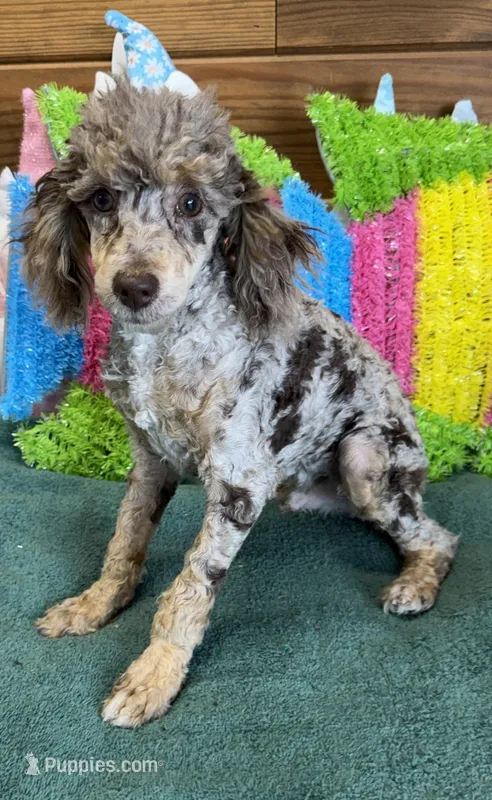 Snickers – Poodle - Miniature  puppy for sale in Gaffney, SC