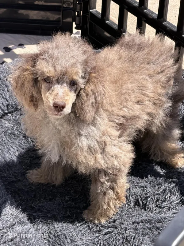 Snickers – Poodle - Miniature  puppy for sale in Gaffney, SC