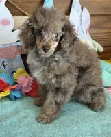 Snickers, a male Poodle - Miniature  for sale in Gaffney, SC – Photo 3 of 4