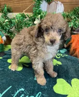 Snickers, a male Poodle - Miniature  for sale in Gaffney, SC – Photo 1 of 4
