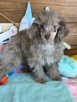 Snickers, a male Poodle - Miniature  for sale in Gaffney, SC – Photo 2 of 4