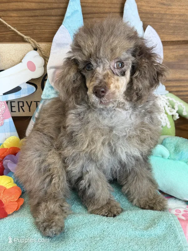 Snickers – Poodle - Miniature  puppy for sale in Gaffney, SC