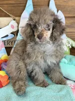 Snickers, a male Poodle - Miniature  for sale in Gaffney, SC – Photo 1 of 4