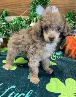 Snickers, a male Poodle - Miniature  for sale in Gaffney, SC – Photo 4 of 4