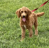 Tanzy, a female Miniature Labradoodle for sale in Gaffney, SC – 5 of 8