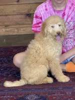 Sunshine, a male Labradoodle for sale in Gaffney, SC – 2 of 6