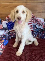 Spirit, a male Miniature Goldendoodle for sale in Gaffney, SC – 5 of 5