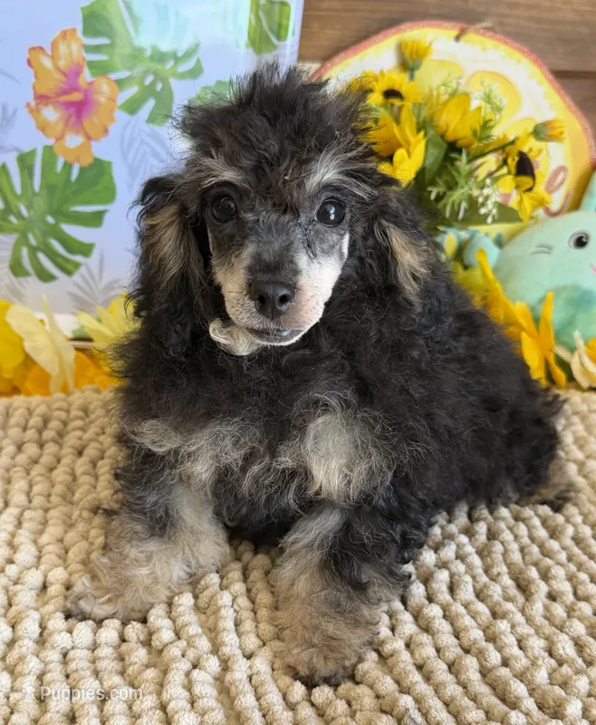 Playboy – Poodle - Toy  puppy for sale in Gaffney, SC