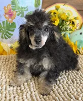 Playboy, a male Poodle - Toy  for sale in Gaffney, SC – 1 of 3
