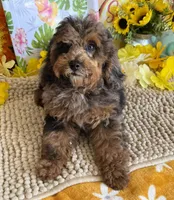 Bella, a female Cockapoo for sale in Gaffney, SC – 2 of 5