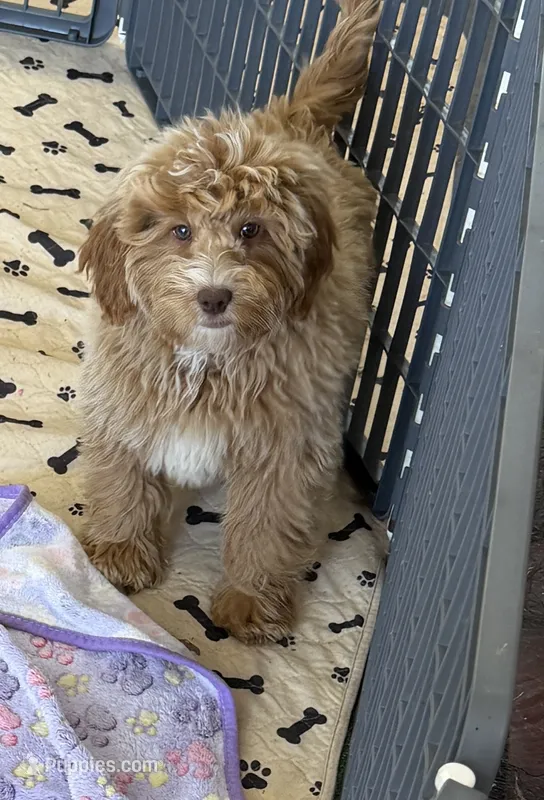 Grant – Miniature Goldendoodle puppy for sale in Gaffney, SC