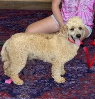 Benji, a male Poodle - Miniature  for sale in Gaffney, SC – 8 of 8