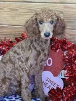 Ian, a male Poodle - Miniature  for sale in Gaffney, SC – Photo 3 of 6