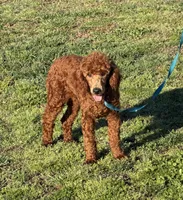 Ian, a male Poodle - Miniature  for sale in Gaffney, SC – Photo 2 of 4