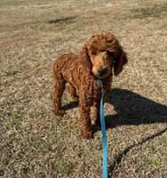 Ian, a male Poodle - Miniature  for sale in Gaffney, SC – Photo 6 of 6