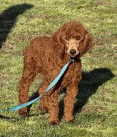 Ian, a male Poodle - Miniature  for sale in Gaffney, SC – Photo 3 of 4