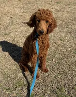 Ian, a male Poodle - Miniature  for sale in Gaffney, SC – Photo 5 of 6