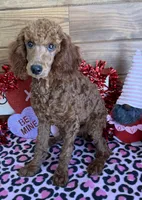 Ian, a male Poodle - Miniature  for sale in Gaffney, SC – Photo 4 of 6