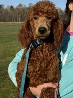 Ian, a male Poodle - Miniature  for sale in Gaffney, SC – Photo 1 of 4