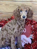 Ian, a male Poodle - Miniature  for sale in Gaffney, SC – Photo 2 of 6