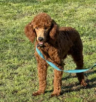 Ian, a male Poodle - Miniature  for sale in Gaffney, SC – Photo 4 of 4