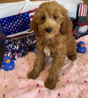 Tanzy, a female Miniature Labradoodle for sale in Gaffney, SC – 2 of 3