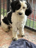 Oreo, a female Miniature Labradoodle for sale in Gaffney, SC – 10 of 10