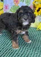 Cooper, a male Cockapoo for sale in Gaffney, SC – 2 of 4